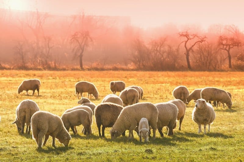 Perché le pecore sono animali più popolari da allevare rispetto alle capre?