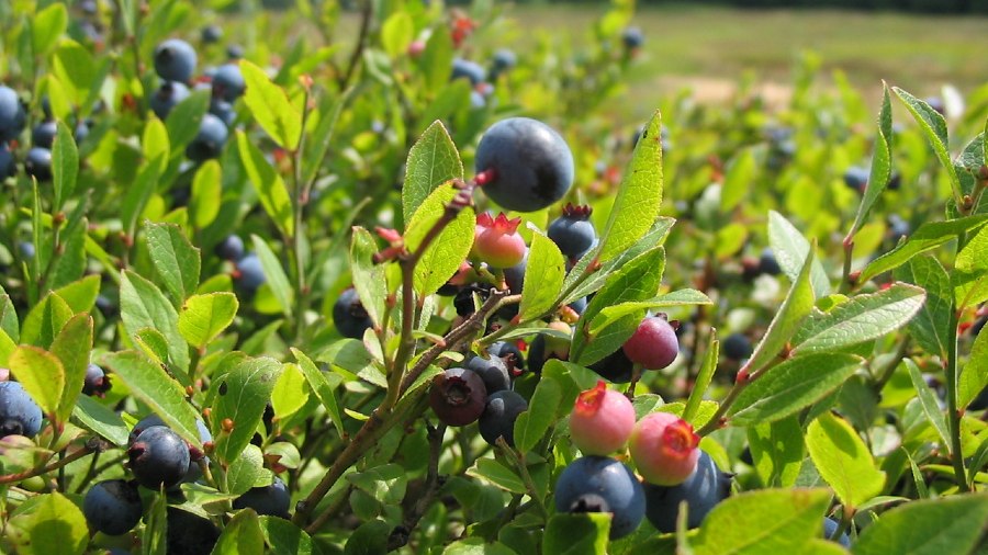 Blueberry Farm Growing Everything You Need to Know Farming Base