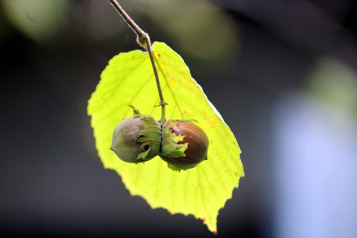 How to Grow Hazelnuts Everything you need to know Farming Base