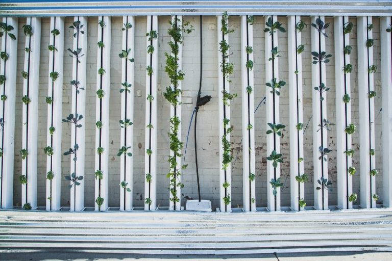 Vertical Gardens: Advantages and Disadvantages