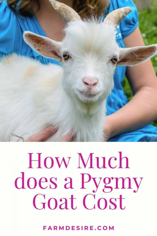 How Much does a Pygmy Goat Cost Price Breakdown Farming Base