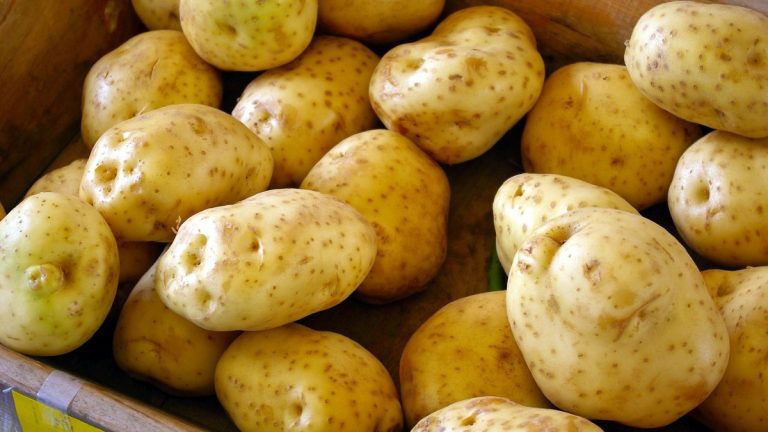 Why Do Plants Store Glucose As Starch Farming Base