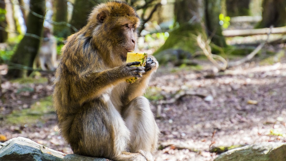 What Animals Eat Pineapples Farming Base