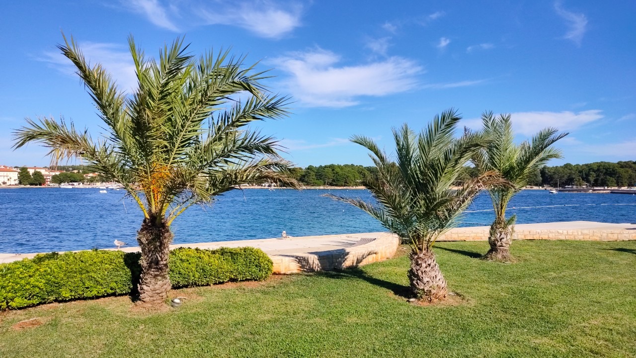 How Can Palm Trees Grow In The Sand By The Salty Ocean Water Farming 
