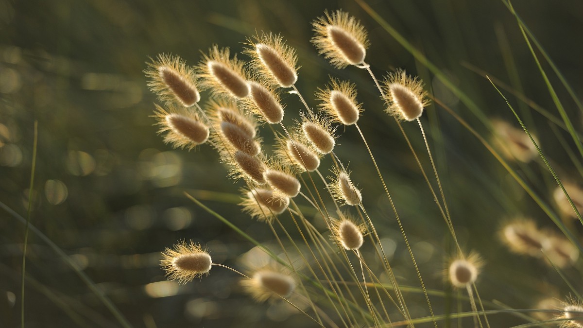 Are Seed Living Or Nonliving Things? Farming Base
