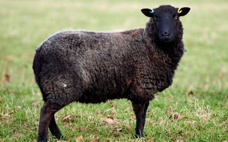 Hair Sheep Breeds In Canada Damian Quinones   Black Welsh Mountain 