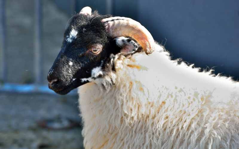 10 Black Faced Sheep Breeds with Pictures | Farming Base