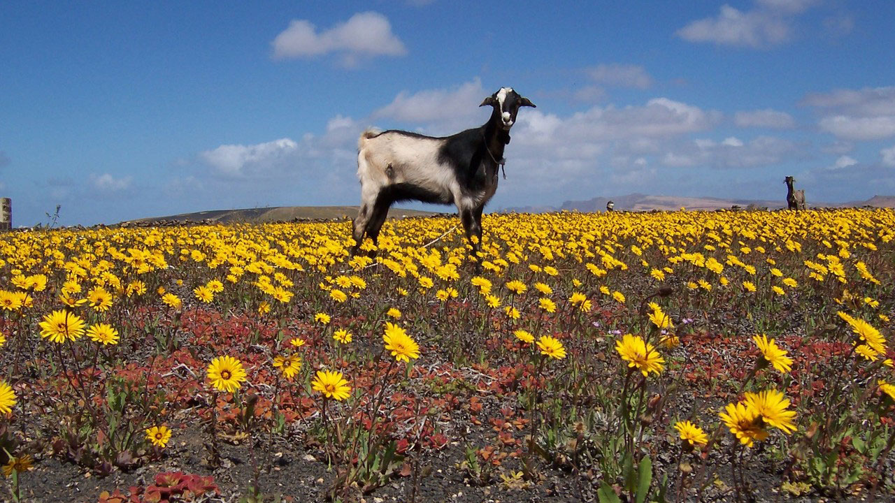 Goat Hoof Care, Foot Rot Prevention, and Trimming Farming Base