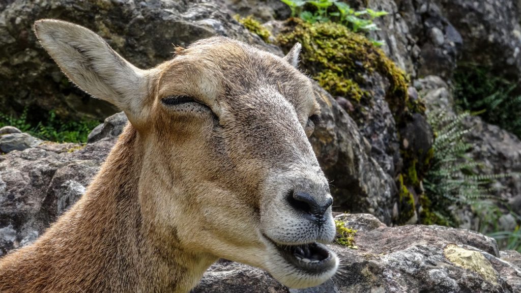 Why Do Goats Poop Pellets? Farming Base