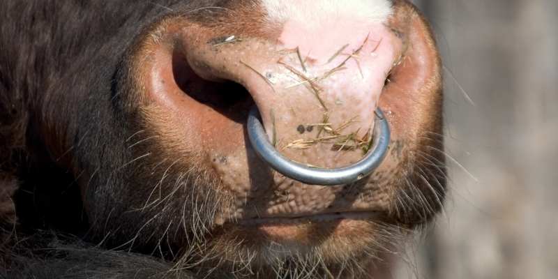 Why Do Cows Have Nose Rings Farming Base Why Do Cows Have Nose Rings Farming Base