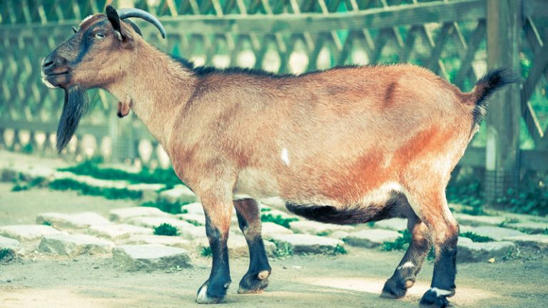 Goat Hoof Care, Foot Rot Prevention, and Trimming | Farming Base