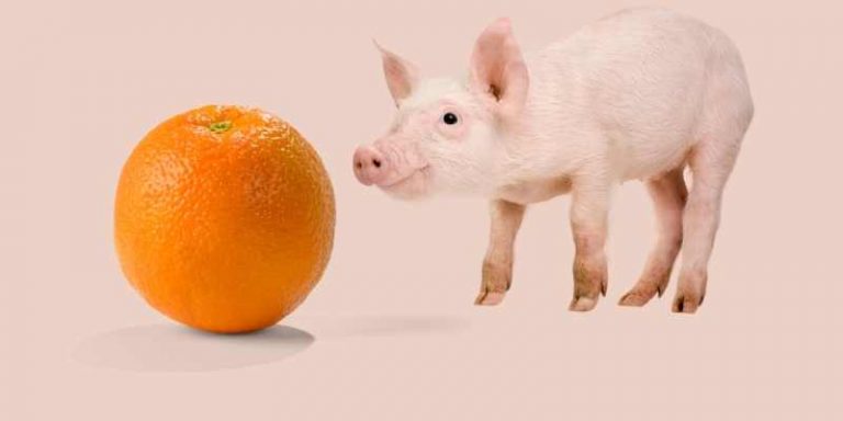 Oranges For Pigs Delicious Danger Or Healthy Delight - d9lm18u