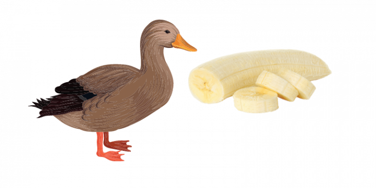 Can Ducks Eat Bananas? | Farming Base