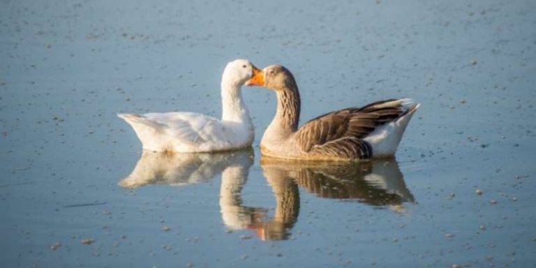 How Much Does a Goose Cost? | Farming Base