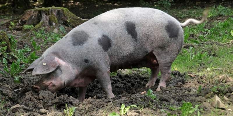 Aksai-Black-Pied