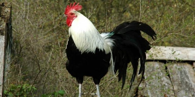 Are No Crow Collars Cruel Farming Base