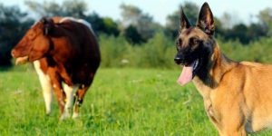 What Eats A Cow? 7 Common Cow Predators | Farming Base