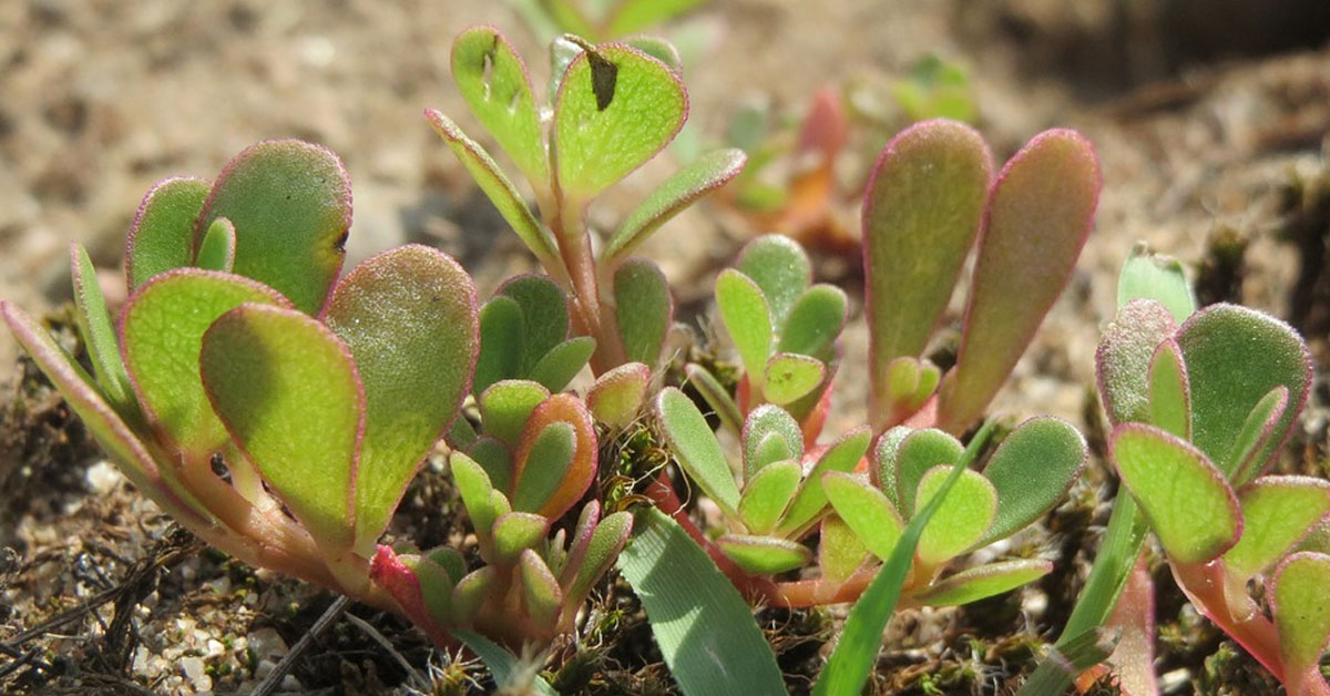 How to Get Rid of Purslane Weeds? (For Good)