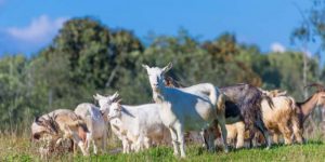 How Many Goats Per Acre? Exact Calculation | Farming Base