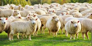 How Many Sheep Per Acre? | Farming Base