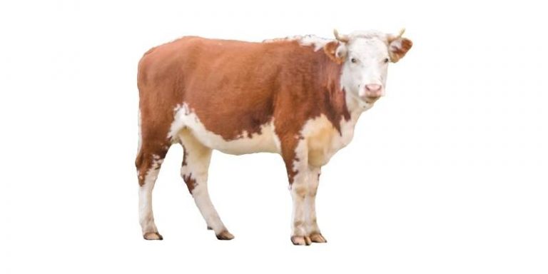 How Many Ribs Does A Cow Have Farming Base how-many-ribs-does-a-cow-have-farming-base