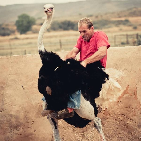 Can You Ride Ostriches? 3 Tips Farming Base