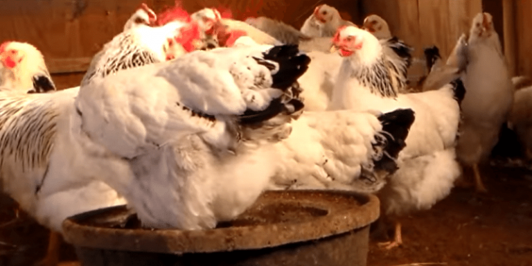 Columbian Rock Chicken Breed: Facts and Origin | Farming Base