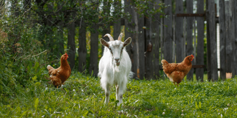 Vibrant Can Goats Eat Chicken Feed Picture Concept Vibrant Can Goats Eat Chicken Feed Picture Concept